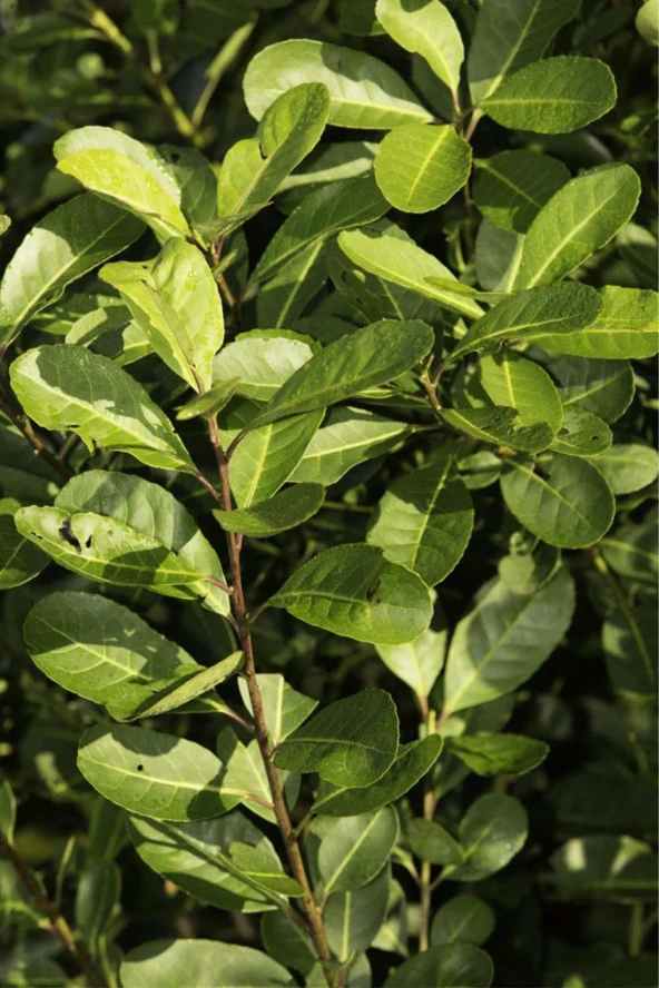 Organik Bitkim Mate Yaprağı / Yerba Mate Çayı 1000 gr - Resim 4