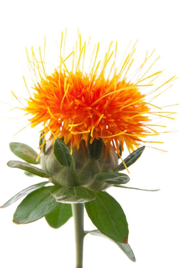 Balen Aspir Tohumu Yağı (Soğuk Pres) 50 ml 2 Adet - Resim 3