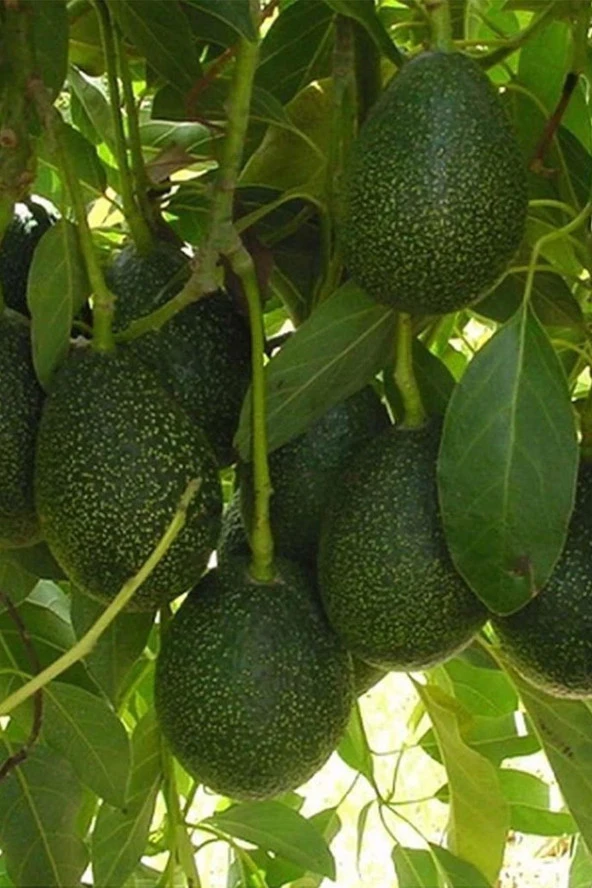 İstanbul Baharat Avokado Yaprağı 3x50 gr - Resim 4