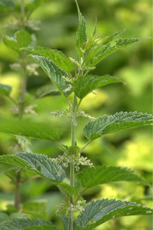 Organik Bitkim Isırgan Otu Tohumu 250 gr - Resim 4