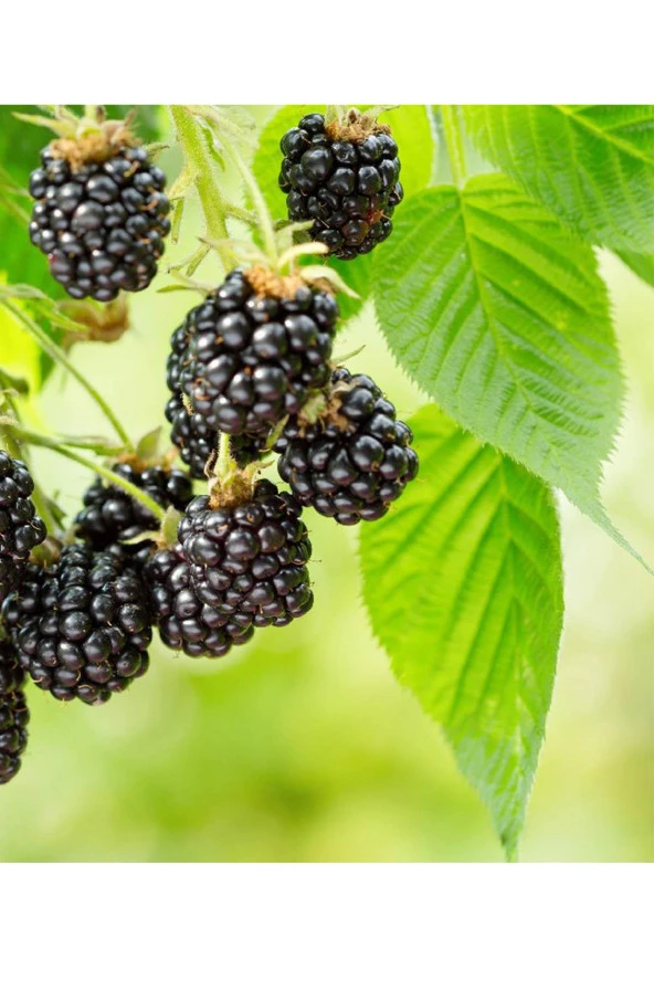 İstanbul Baharat Böğürtlen Yaprağı 2x30 gr - Resim 3