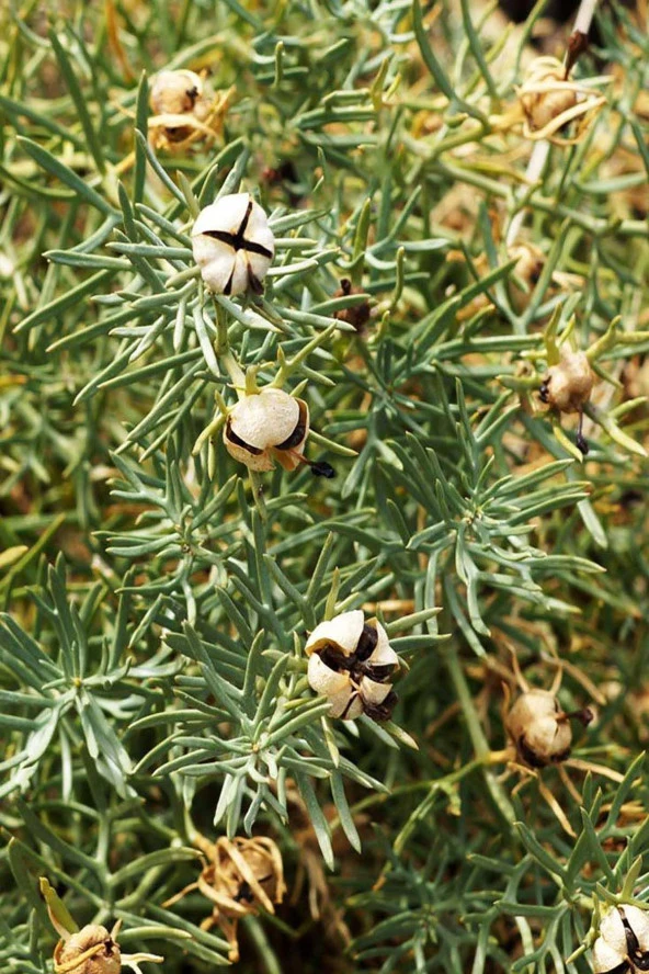 Organik Bitkim Üzerlik Tohumu 1 kg - Resim 4