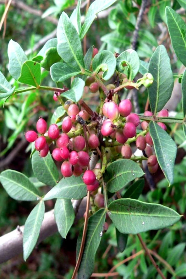 Balen Menengiç (Bıttım-Çitlenbik) Yağı Soğuk Pres 20 ml 4 Adet - Resim 3