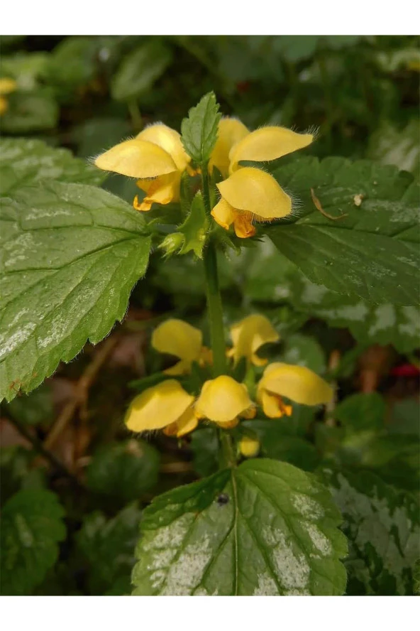 İstanbul Baharat Ballıbaba 5x20 gr - Resim 3