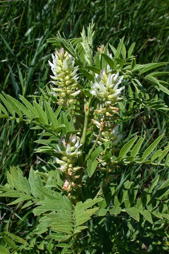 İstanbul Baharat Meyan Kökü (Rendelenmiş-Lif) 6x30 gr - Resim 3