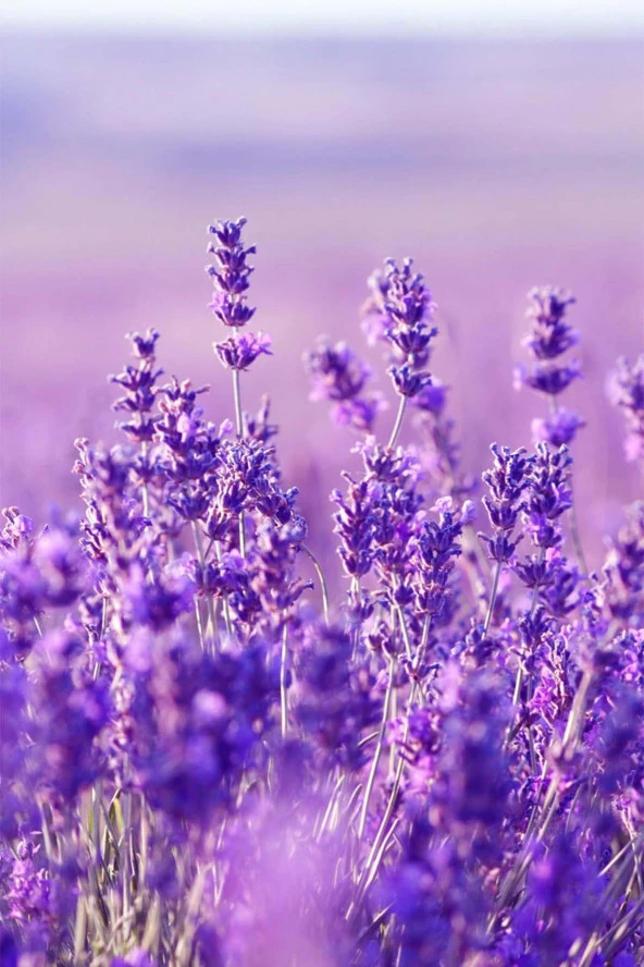 İstanbul Baharat Lavanta Çiçeği 50 gr - Resim 2