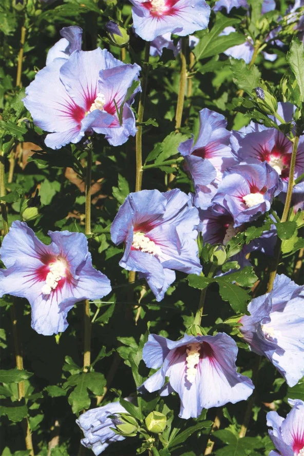 İstanbul Baharat Hatmi Çiçeği 4x30 gr - Resim 3