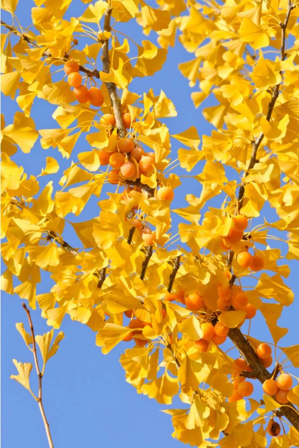 İstanbul Baharat Ginkgo Biloba Yaprağı 4x30 gr - Resim 4