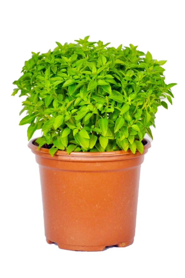 İstanbul Baharat Fesleğen 6x70 gr - Resim 3