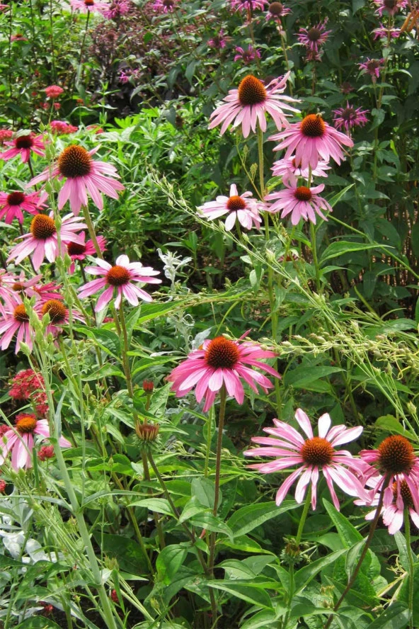 İstanbul Baharat Ekinezya (Kirpi Otu) 3x40 gr - Resim 4