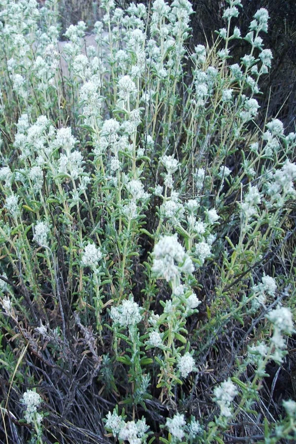 İstanbul Baharat Bodur Mahmut (Acı Yavşan) 50 gr - Resim 2