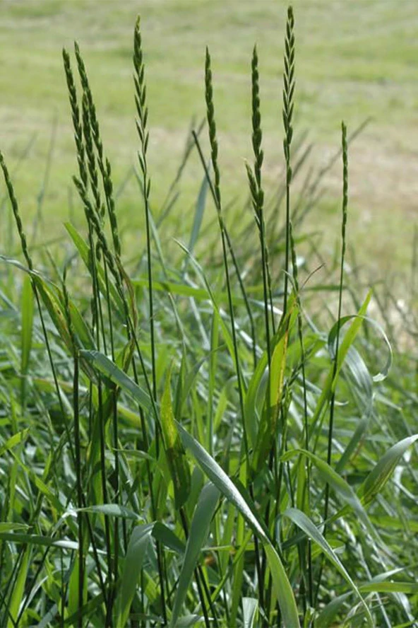 Трава пырей ползучий. Пырей ползучий (Elytrigia repens). Пырей ползучий (Elytrígia répens). Пырей ползучий Agropyron repens.