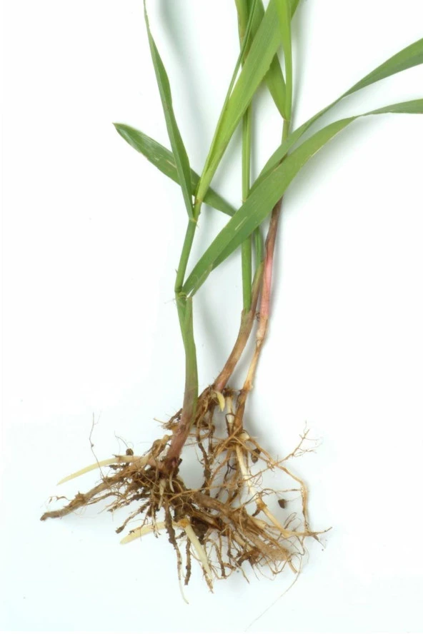 İstanbul Baharat Ayrık Kökü 4x90 gr - Resim 4