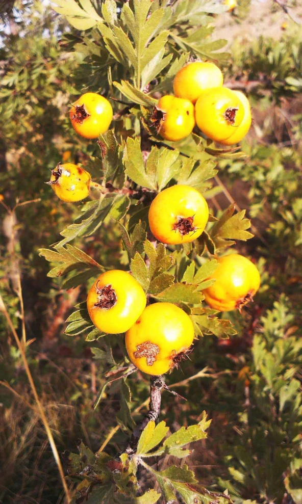 İstanbul Baharat Alıç Meyvesi Kurusu 100 gr - Resim 2