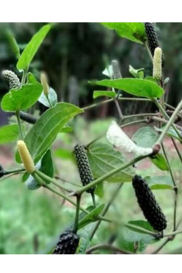 Organik Bitkim Dar-ı Fülfül (Uzun Biber) 250 gr - Resim 3
