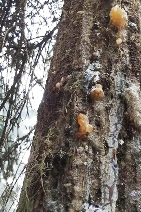 Organik Bitkim Çam Sakızı 1000 gr - 4