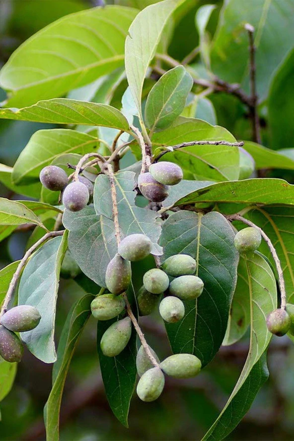 Organik Bitkim Kara Halile 1000 gr - Resim 3