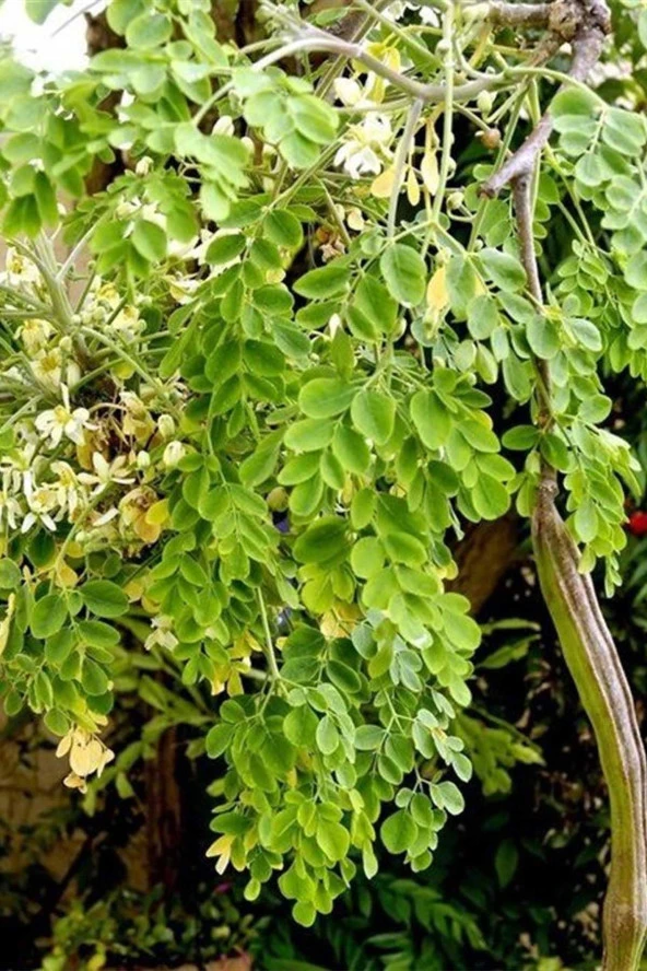 İstanbul Baharat Moringa Bitkisi (Çayı) 30 gr x 4 Adet - Resim 3