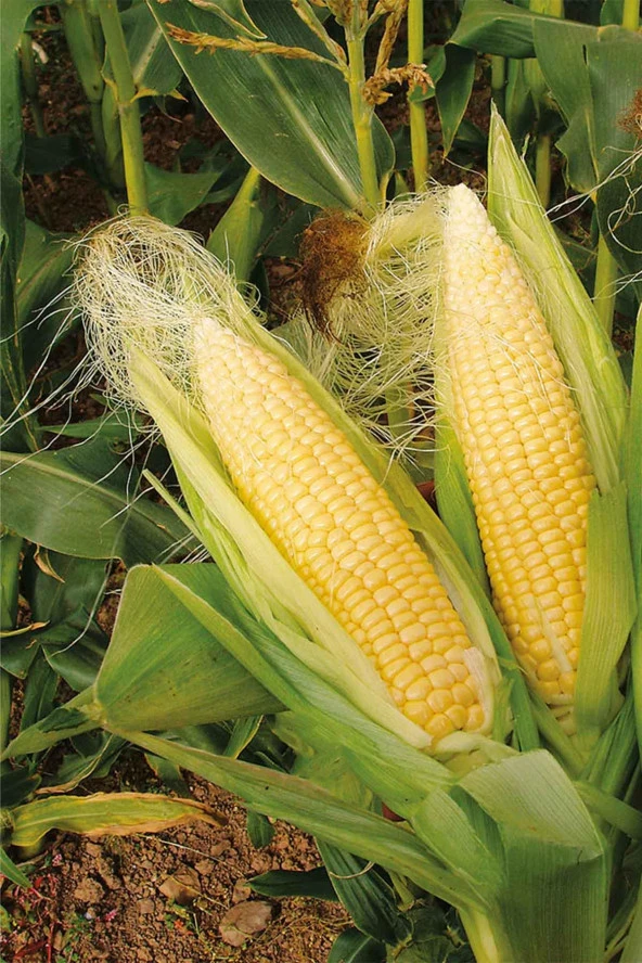 Organik Bitkim Mısır Püskülü 250 gr - Resim 3