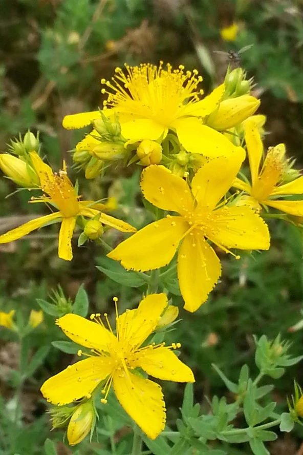 İstanbul Baharat Sarı Kantaron Çiçeği 70 gr x 5 Adet - Resim 3