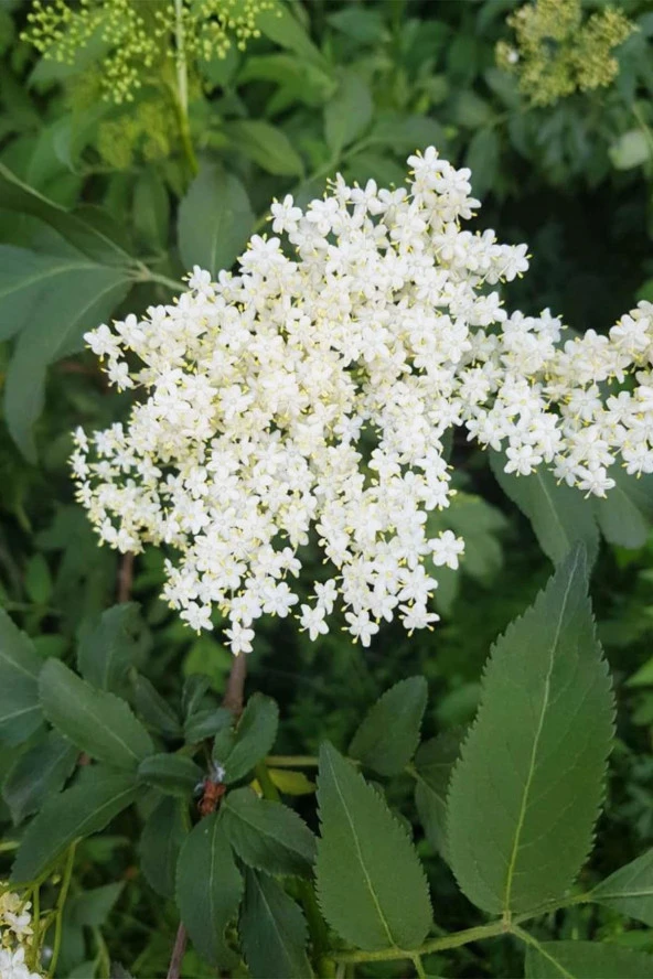 İstanbul Baharat Mürver Çiçeği 50 gr - Resim 2