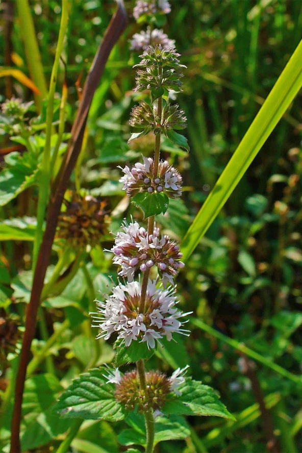 İstanbul Baharat Mentollü Nane (Yarpuz) 40 gr x 6 Adet - Resim 3