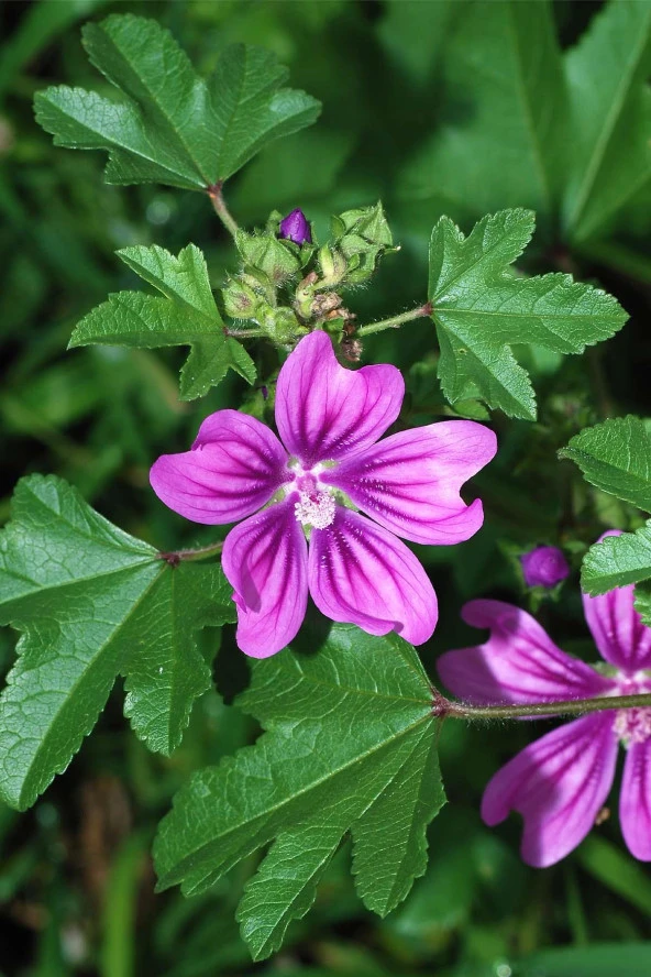 İstanbul Baharat Ebegümeci 50 gr x 6 Adet - Resim 3