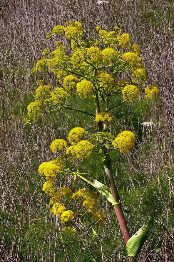 İstanbul Baharat Çakşır Kökü 60 gr x 5 Adet - Resim 3