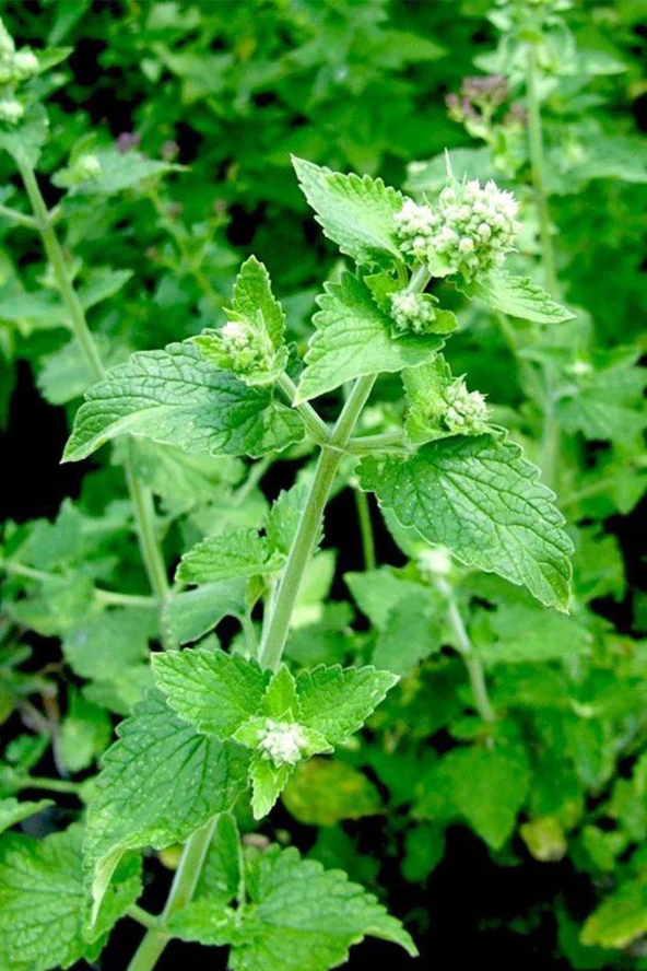 İstanbul Baharat Oğul Otu (Melisa Otu) Yaprağı 4x50 gr - Resim 3