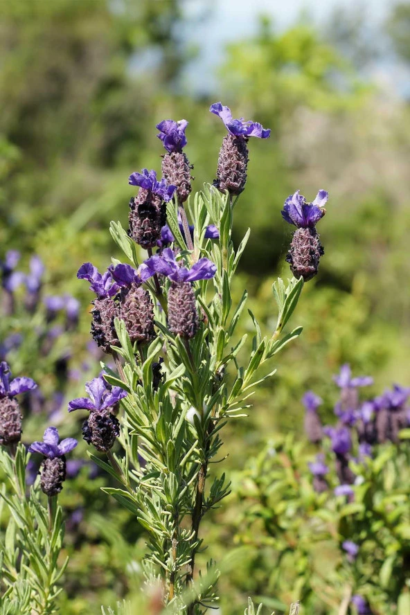 İstanbul Baharat Karabaş Otu 30 gr x 3 Adet - Resim 3