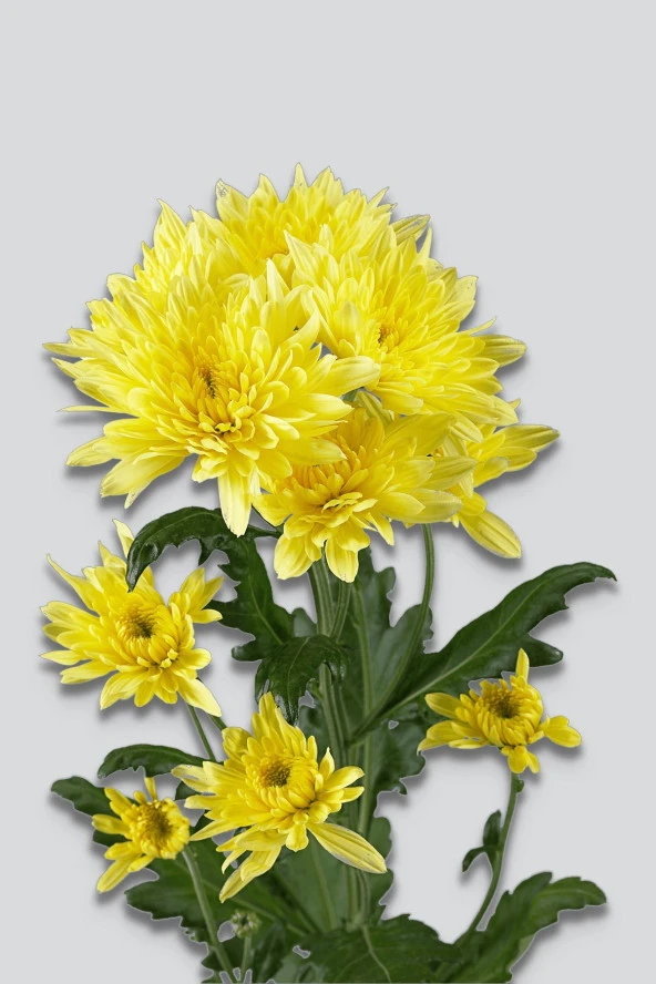 İstanbul Baharat Karahindiba 40 gr x 3 Adet - Resim 3