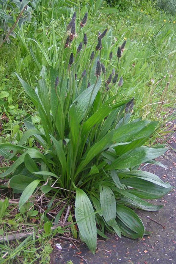 İstanbul Baharat Sinirli Ot Yaprağı 50 gr - Resim 2