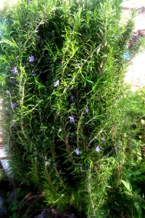 İstanbul Baharat Zahter (Dağ Kekiği) 80 gr x 5 Adet - Resim 3