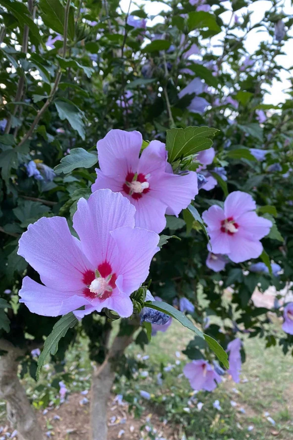 Organik Bitkim Hatmi - Gül Hatmi Çiçeği 500 gr - Resim 3