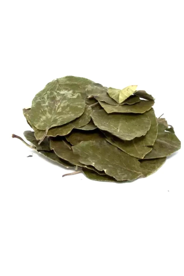 Organik Bitkim Avokado Yaprağı 1000 gr - Resim 3