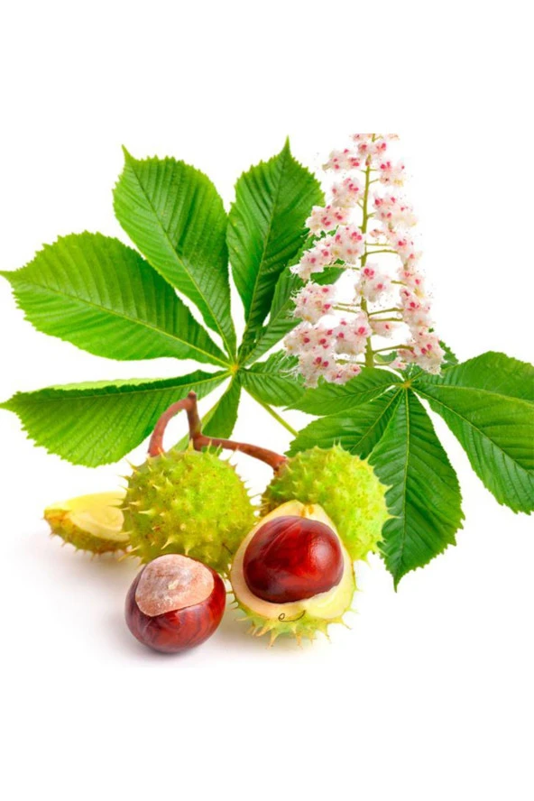 İstanbul Baharat At Kestanesi 6x100 gr - Resim 5