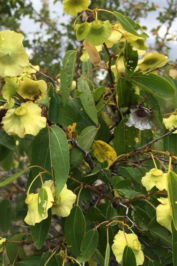 Organik Bitkim Karaçalı Otu 1000 gr - Resim 4