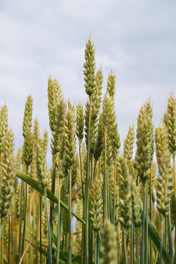 İstanbul Baharat Yeşil Yulaf Samanı 2x30 gr - Resim 3