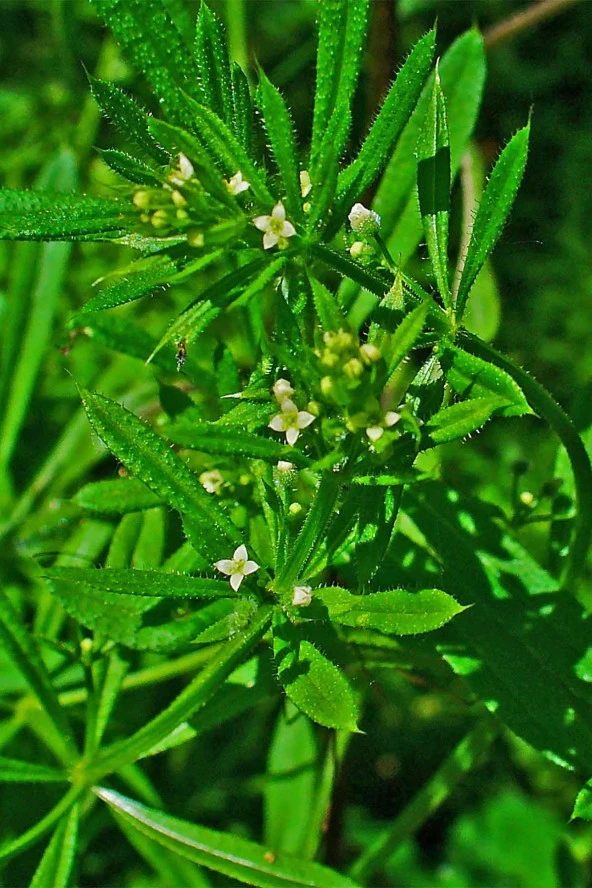 İstanbul Baharat Yoğurt Otu (Yapışkan Otu) 2x50 gr - Resim 3