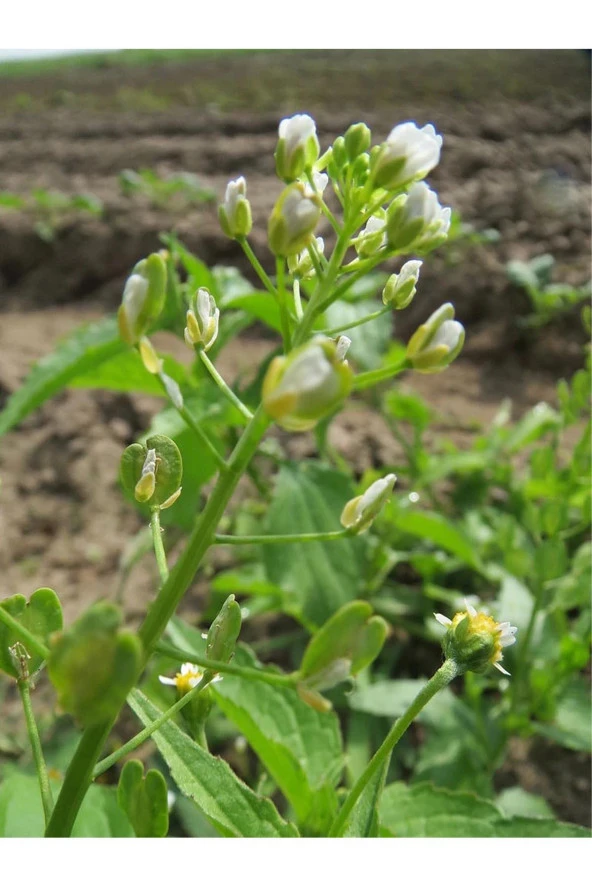 İstanbul Baharat Çoban Çantası 5x50 gr - Resim 3