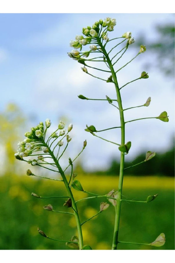 İstanbul Baharat Çoban Çantası 3x50 gr - Resim 4