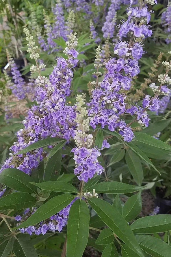 Organik Bitkim Tane Hayıt Tohumu 250 gr - Resim 4