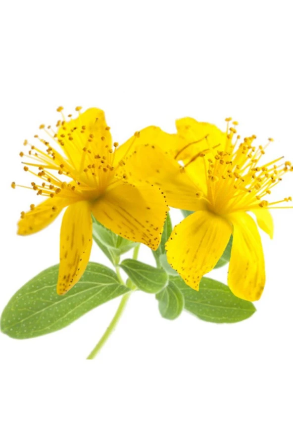 Balen Sarı Kantaron Yağı (Maserasyon) 250 ml - Resim 2