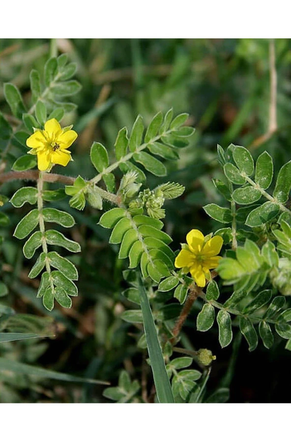 İstanbul Baharat Çoban Çökerten (Demir Dikeni) 5x70 gr - Resim 3