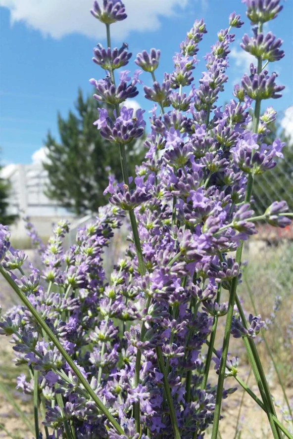 Organik Bitkim Lavanta - Lavanta Çiçeği Tomurcuk 250 gr - Resim 3