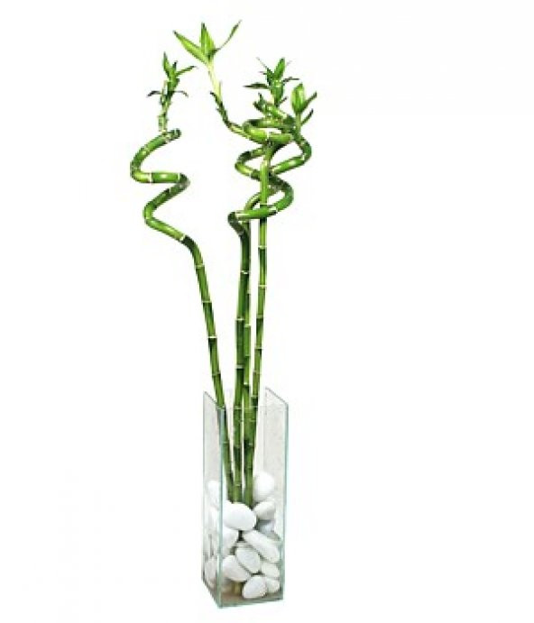 Dal Bambu Lucky Bamboo Şans Bambu 100 Cm 3 Lü Salon Ev Bitkisi