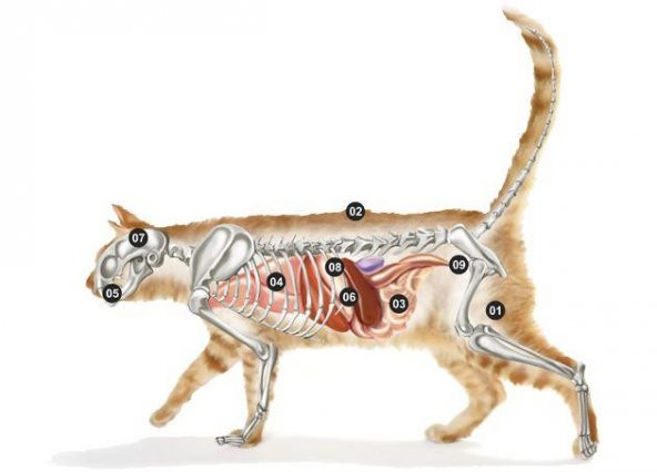 Micho Adult Cat Tavuklu Hamsi ve Pirinç  Kedi Maması 1,5 kg - 2