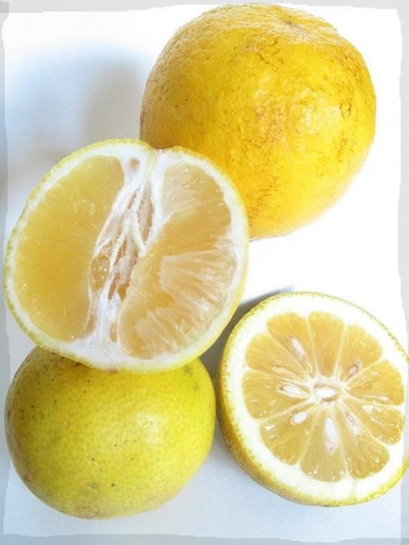 Ebruli Tüplü Tatlı Limon Şeker Limon Fidanı