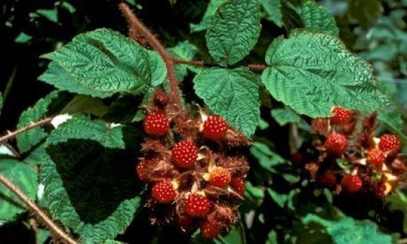 Ebruli Tüplü Tatlı Wineberry Japon Böğürtlen Fidanı