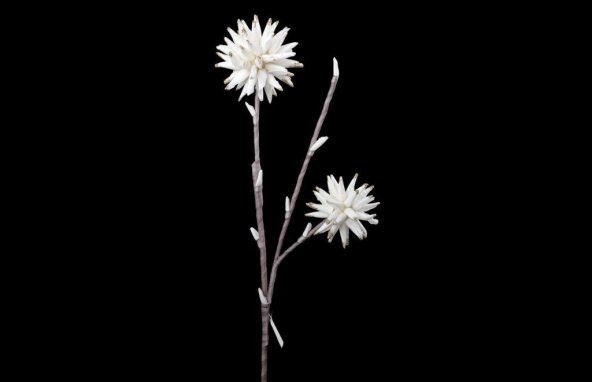 Star Dekor Beyaz 2 li Goldlu Diken Çiçeği